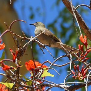White-gaped honeyeater