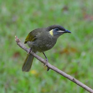 Lewin's honeyeater 2