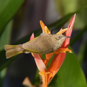 Brown honeyeater