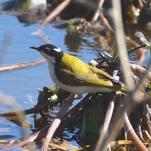 White-throated honeyeater
