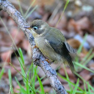 Brown-headed honeyeater