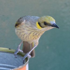 Grey-fronted honeyeater