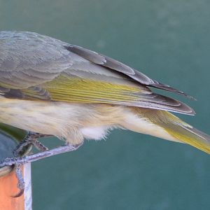 Grey-fronted honeyeater 2