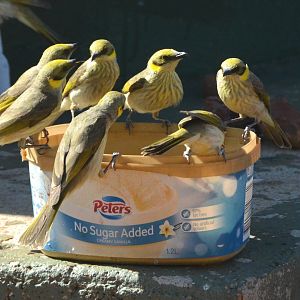 Thirsty grey-fronted honeyeaters