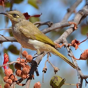 Brown honeyeater 2