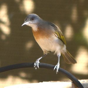 Rufous-banded honeyeater 2