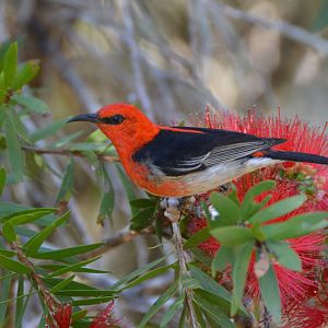 Scarlet honeyeater 2