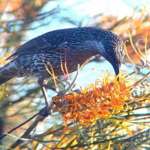 Little wattlebird