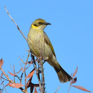 Fuscous honeyeater