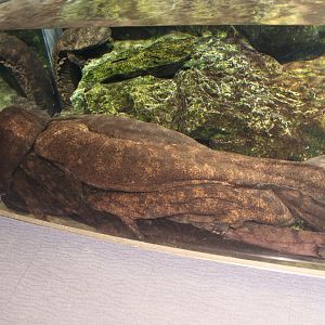 A ton of Japanese giant salamander