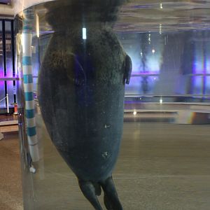 Cylinder air-hole for seals