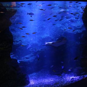 Largest tank in the aquarium