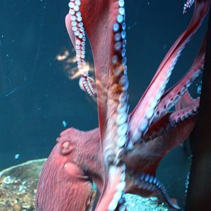 Giant octopus