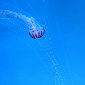 Sea nettle