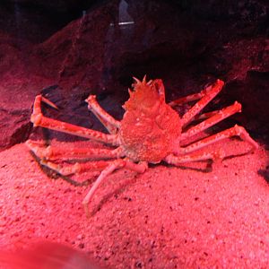 Japanese spider crab