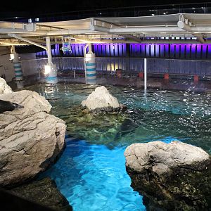 Enclosure for south america fur seal
