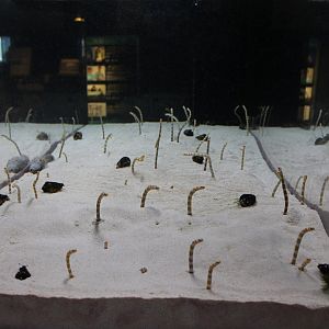 Garden eel and.......(?)