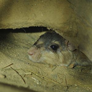 Malagasy giant rat