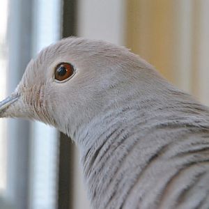 Javan imperial pigeon