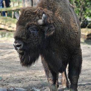 European bison