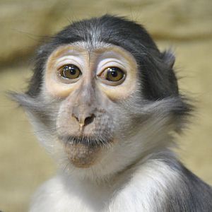 White-collared mangabey