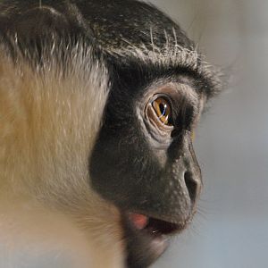 Roloway guenon