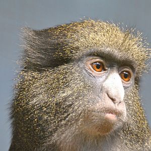 Eastern putty-nosed monkey