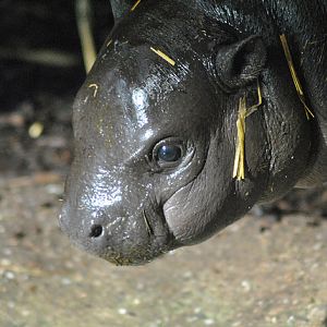 Pygmy hippopotamus