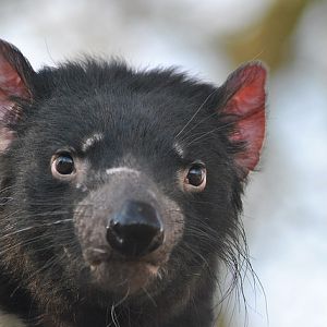 Tasmanian devil