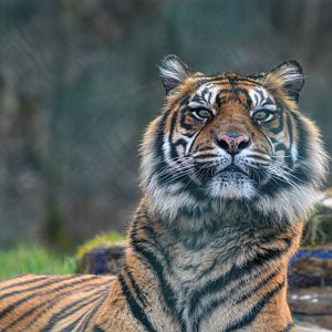 Female Sumatran Tiger