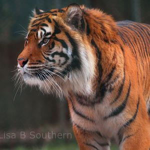 Male Sumatran Tiger