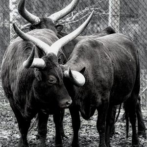 Ankole Cattle