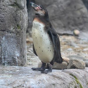 Juve Humboldt Penguin