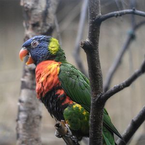 Rainbow Lorikeet