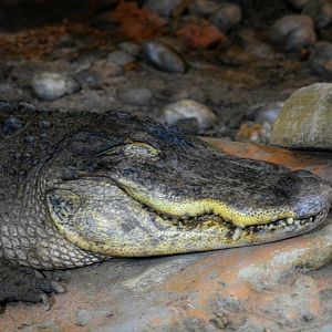 American Crocodile