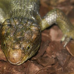 Monkey Tailed Skink