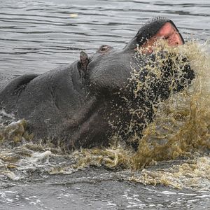 Common Hippo