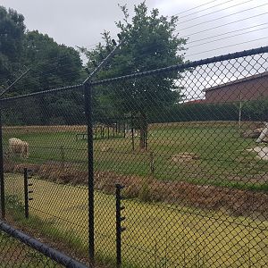 White lion-enclosure