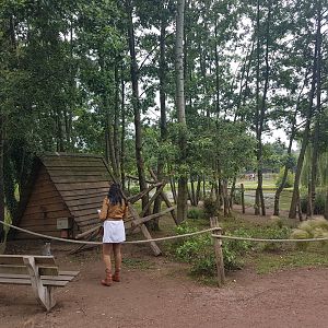 Ring-tailed lemur walk-through island