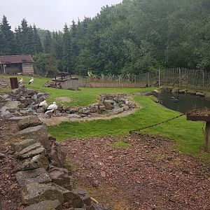 Black swan - White stork - Wallaby enclosure