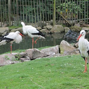 European white storks