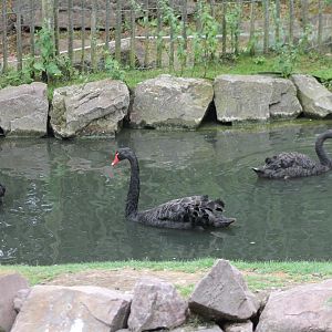 Black swans