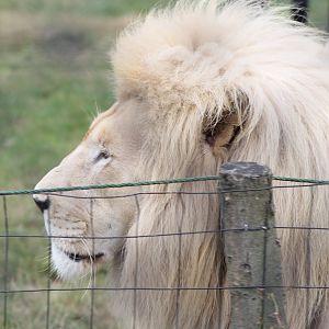 White lion
