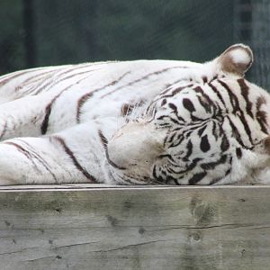 White tiger