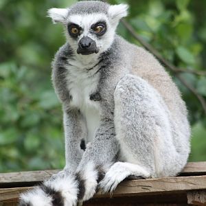 Cross-eyed looking Ring-tailed lemur