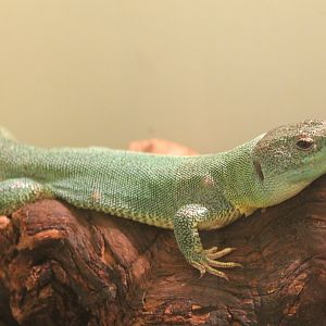 Lacerta trilineata major