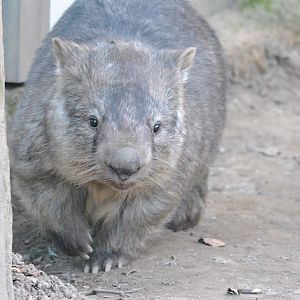 Common Wombat