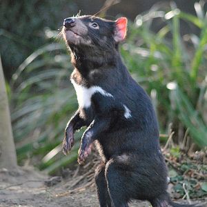 Tasmanian Devil