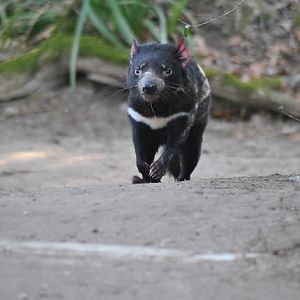 Tasmanian devil
