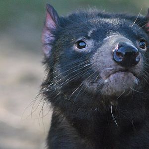 Tasmanian devil